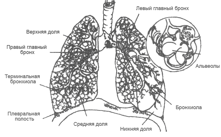 Курение повреждает альвеолы легких