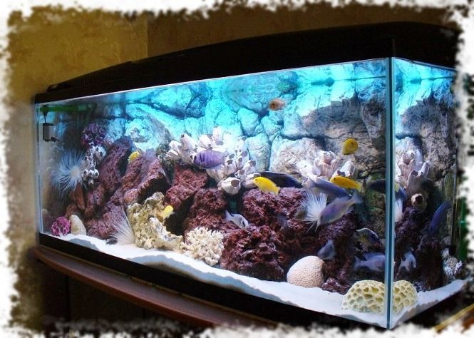 Фото домашних аквариумов с растениями